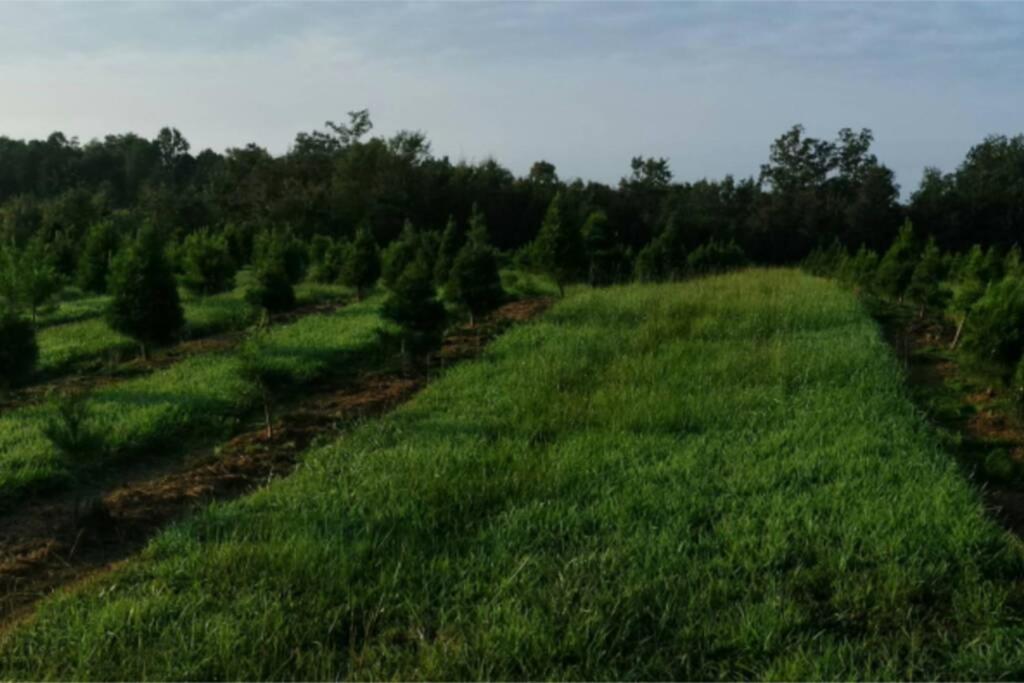 Rural Life On A Real Christmas Tree Farm! Hallmark Experience! Ozark