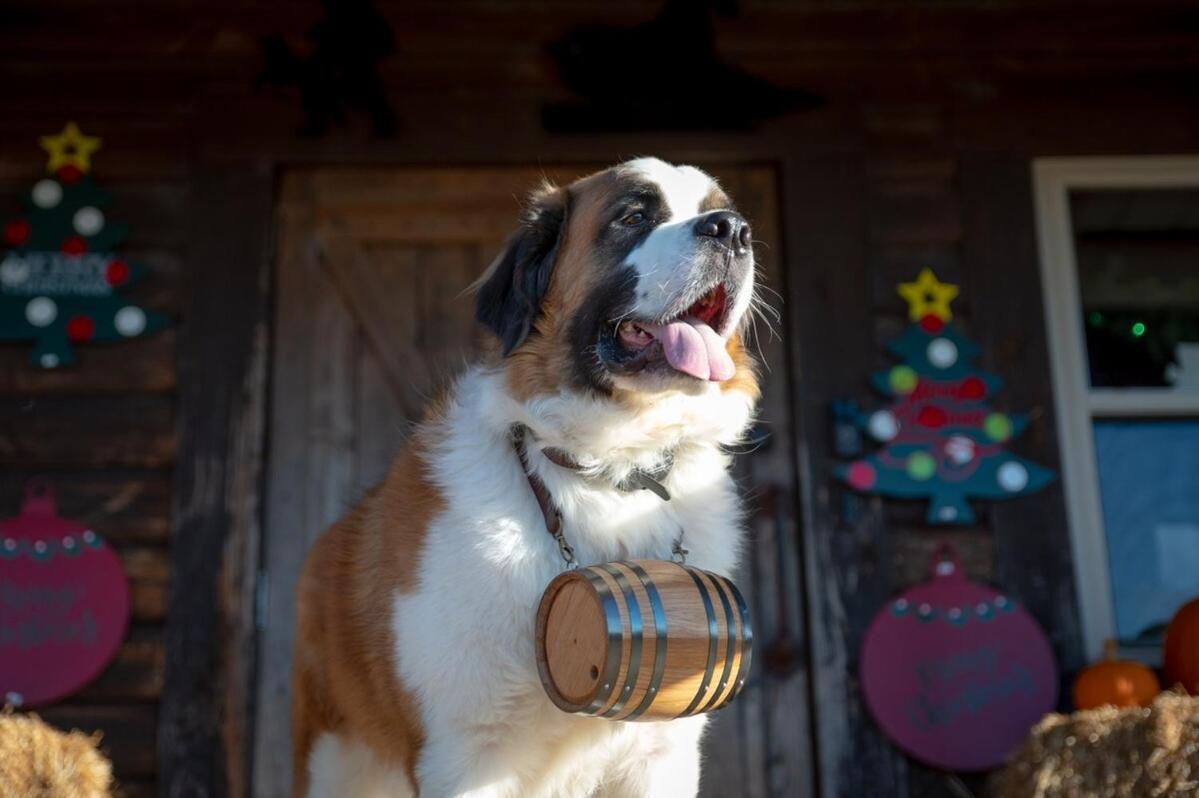 Rural Life On A Real Christmas Tree Farm! Hallmark Experience! * Ozark