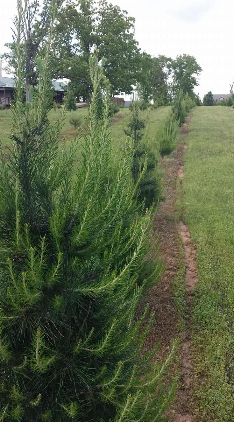 Hébergement de vacances Rural Life On A Real Christmas Tree Farm! Hallmark Experience! Ozark