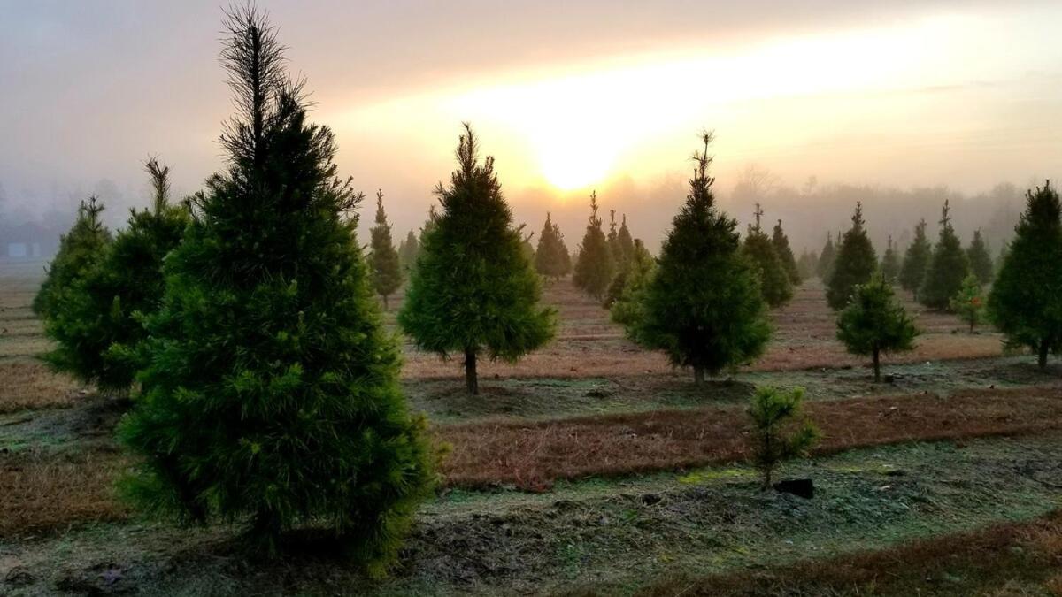 Rural Life On A Real Christmas Tree Farm! Hallmark Experience!